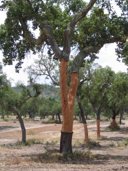 a tree with its bark half removed, to be used for cork oak